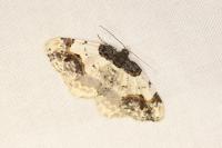 Ligdia adustata