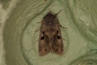 Orthosia gothica