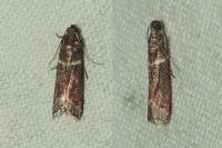 Cryptoblabes bistriga