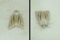 Acronicta albovenosa