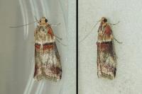 Acrobasis tumidana