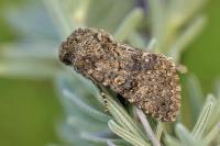 Recoropha canteneri