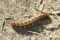 Lasiocampa quercus quercus