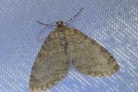 Trichopteryx carpinata