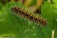 Saturnia pavonia