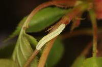 Operophtera brumata