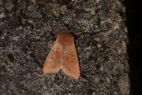Orthosia miniosa