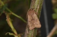 Orthosia cerasi