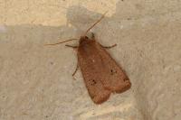 Conistra erythrocephala