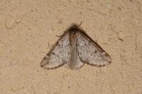 Alsophila aescularia