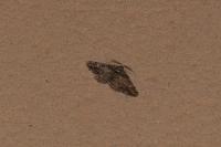 Cleora cinctaria