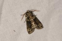 Polyploca ridens
