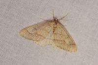 Phigaliohybernia marginaria