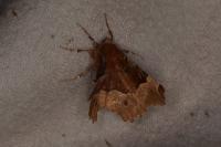 Selenia tetralunaria