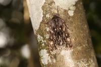 Brachionycha nubeculosa