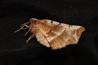 Selenia dentaria