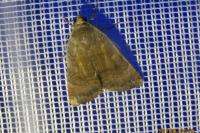 Noctua janthe/janthina