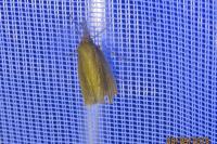 Chilo phragmitellus