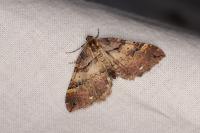 Earophila badiata