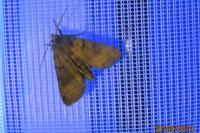 Eugnorisma depuncta