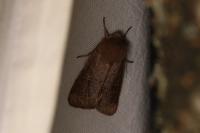 Orthosia cerasi