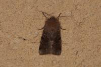 Orthosia incerta