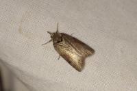 Nycteola