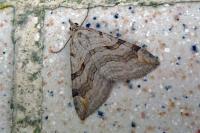 Aplocera efformata/plagiata