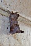 Clostera pigra