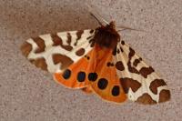 Arctia caja