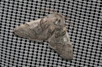 Achlya flavicornis