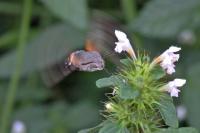 Macroglossum stellatarum