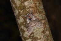 Calliteara pudibunda