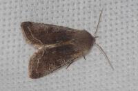 Orthosia incerta