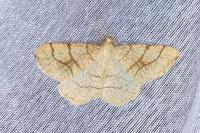 Adactylotis contaminaria