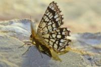 Chiasmia clathrata
