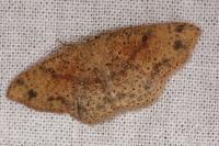 Cyclophora porata