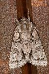 Acronicta auricoma