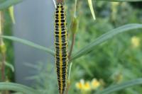 Calophasia lunula