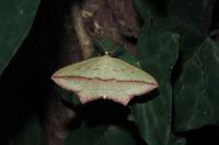 Timandra comae