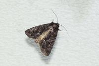 Thalpophila matura