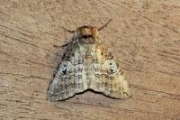 Tethea ocularis