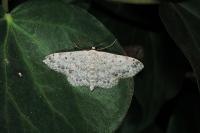 Scopula marginepunctata