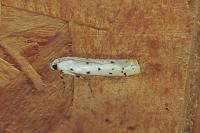 Myelois circumvoluta