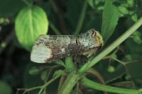 Phalera bucephala