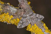Cleora cinctaria