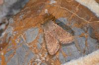 Orthosia cruda