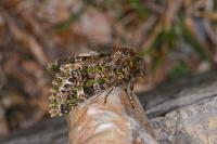 Valeria jaspidea