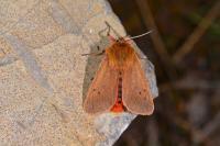 Phragmatobia fuliginosa