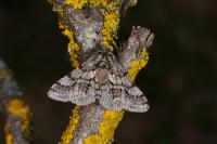 Lycia hirtaria